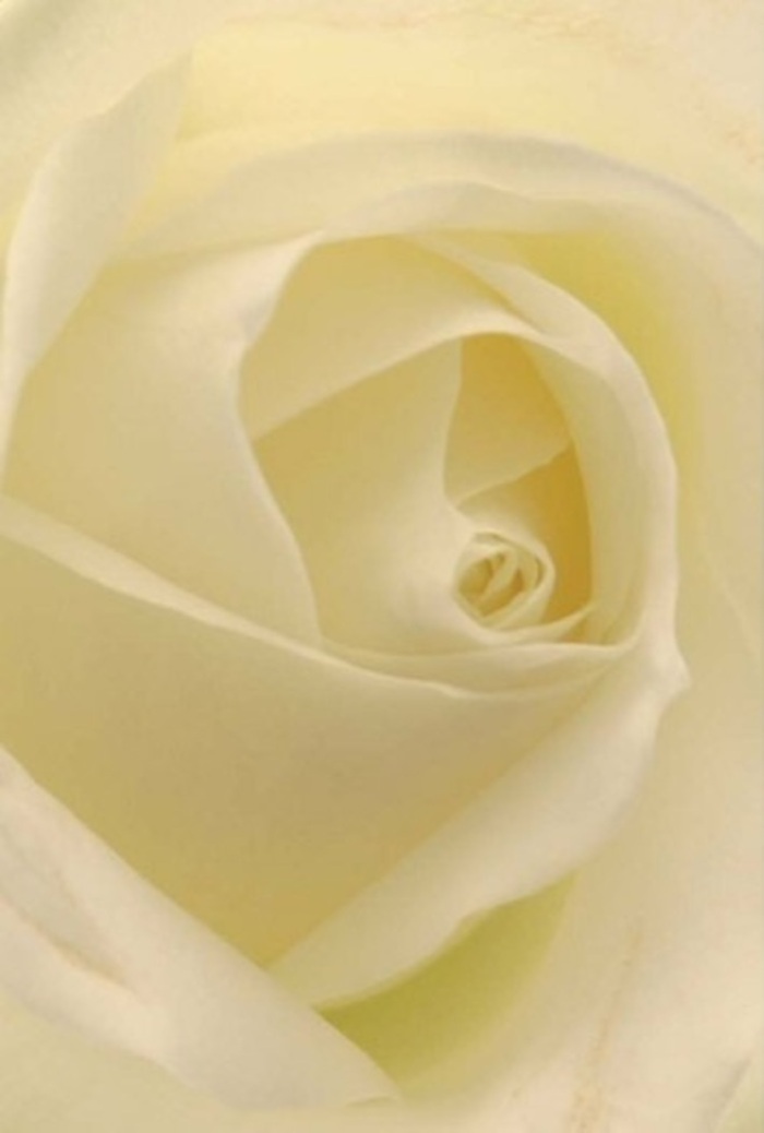 Seen up close, this pristine white rose reveals intricate layers of creamy petals, each one unfurling with patience and poise. The interplay of gentle city light and shadow lends the rose an internal glow, as if it were illuminated from within-a touch reminiscent of dusk settling over Blackfriars Bridge. The matte surface of each petal feels wonderfully velvety and smooth, while the outer layers shimmer with a fragile transparency that speaks of both delicacy and quiet strength. This elegantly spiraled bloom is the epitome of grace, making it suitable for any significant moment: expressing sympathy, marking an anniversary, or bringing soft sophistication to a celebration at a local venue. The subtle transitions from cream to pure white mirror the way soft light changes across Blackfriars' rooftops at golden hour. The scent, while imagined, is fresh and restorative, adding to the overall sense of serenity that pervades the composition. Crafted by the team at Blackfriars Flowers, this rose stands as a tribute to enduring beauty and heartfelt intentions, bridging tradition with the contemporary energy of our neighbourhood.
